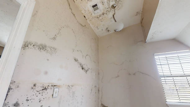 Professional Mold Removal in Germantown, OH